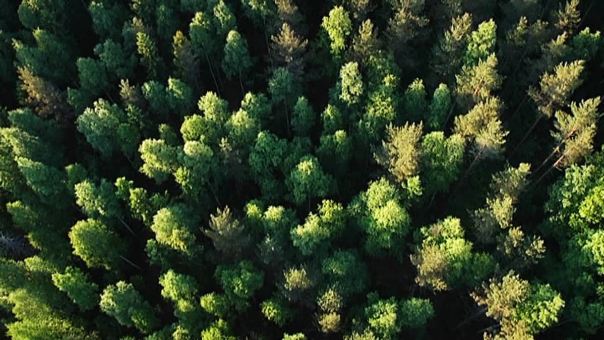 Metsää ilmasta.