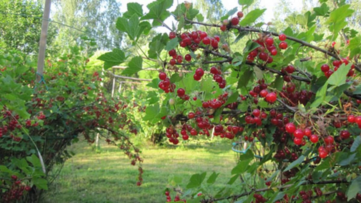 Punaisia viinimarjoja