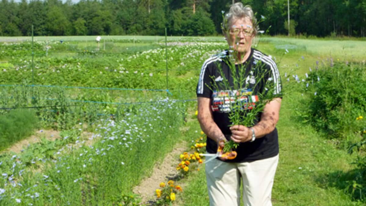 Ensilän palstaviljely-yhdistyksen perustanut Leena Valtanen kukkia kädessä.