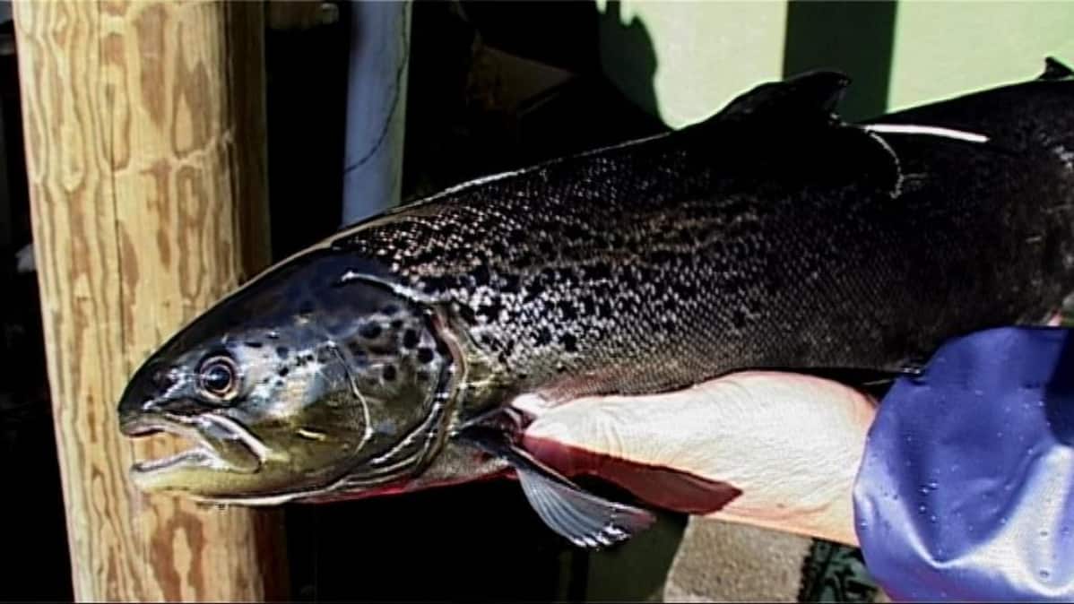 Saimaan järvilohi