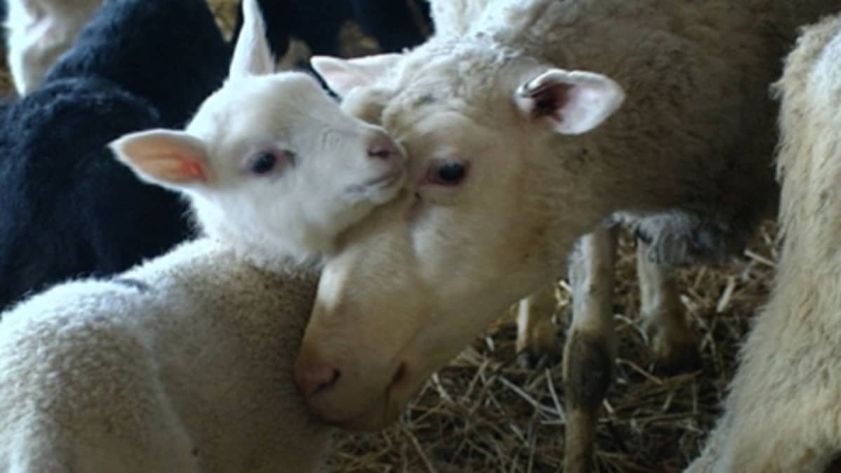 Lammas ja karitsa.
