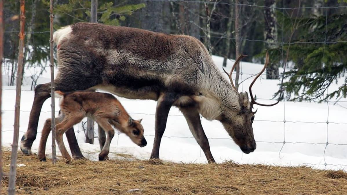 Vastasyntynyt, vuoronkauden vanha poronvasa