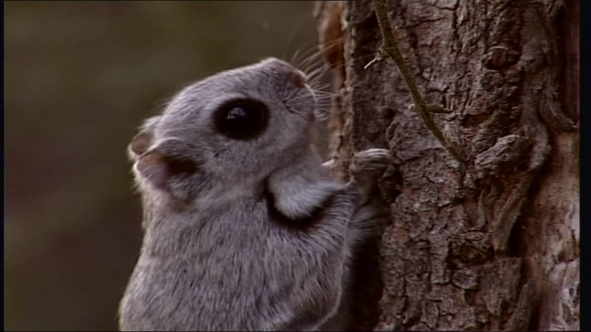 Liito-orava