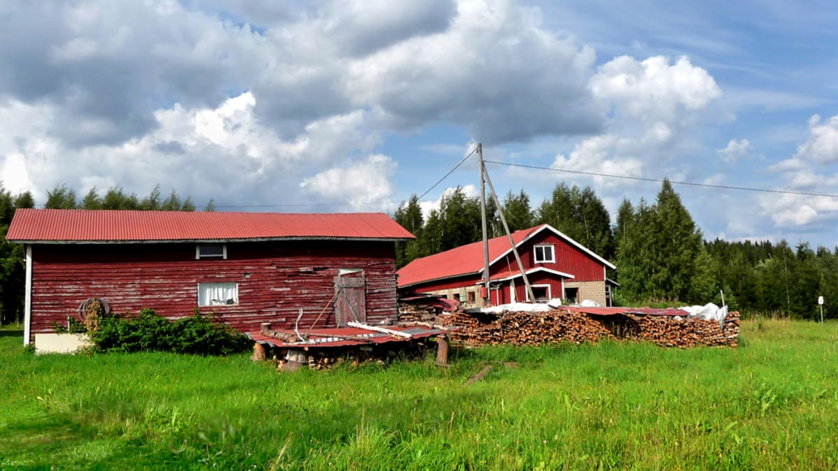 Kesäinen maalaismaisema. Pellon vierellä näkyy sähköjohtojen lisäksi kaksikerroksinen navetta ja hieman ränsistynyt varastorakennus.