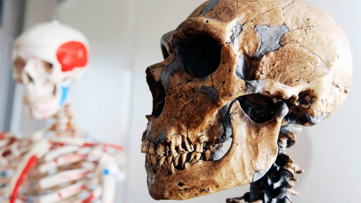 Neandertalilaismiehen kallo.