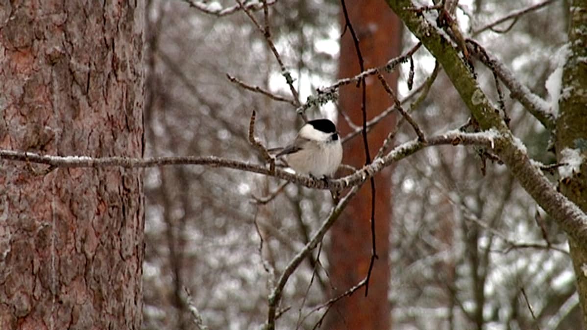 Hömötiainen puun oksalla.