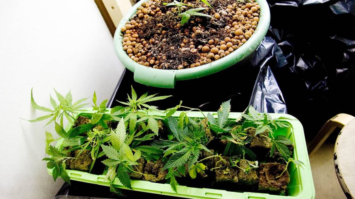 Kannabis-kasveja kasvamassa kukkalaatikossa.