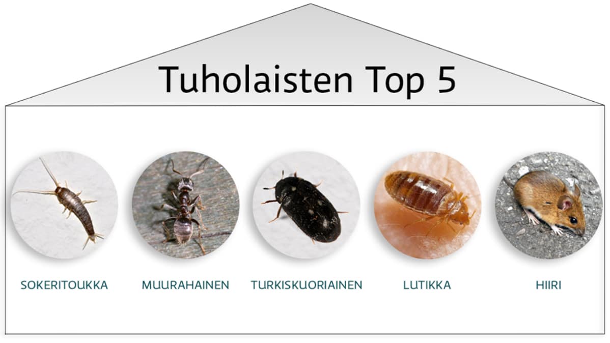 Tuholaisten top 5, joihin luettu sokeritoukka, muurahainen, turkiskuoriainen, lutikka ja hiiri.