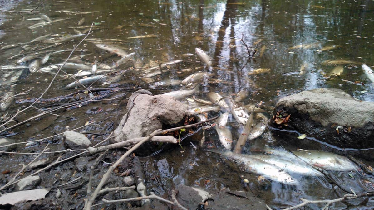 Kuolleita kaloja Mätäjoessa.