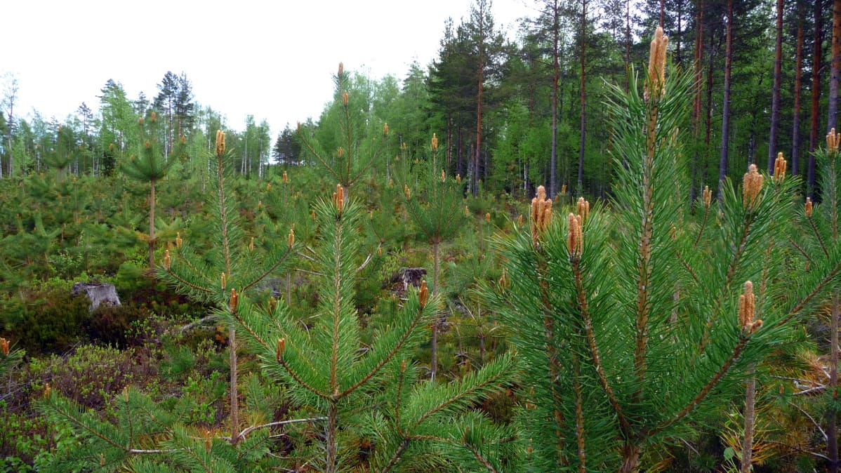 Mäntytaimikkoa