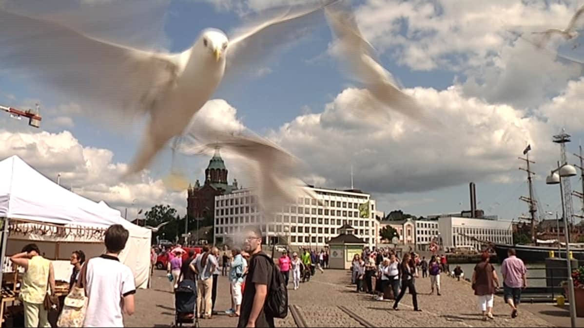 kauppatori, lokki, merilokki, lintu, lokkisota