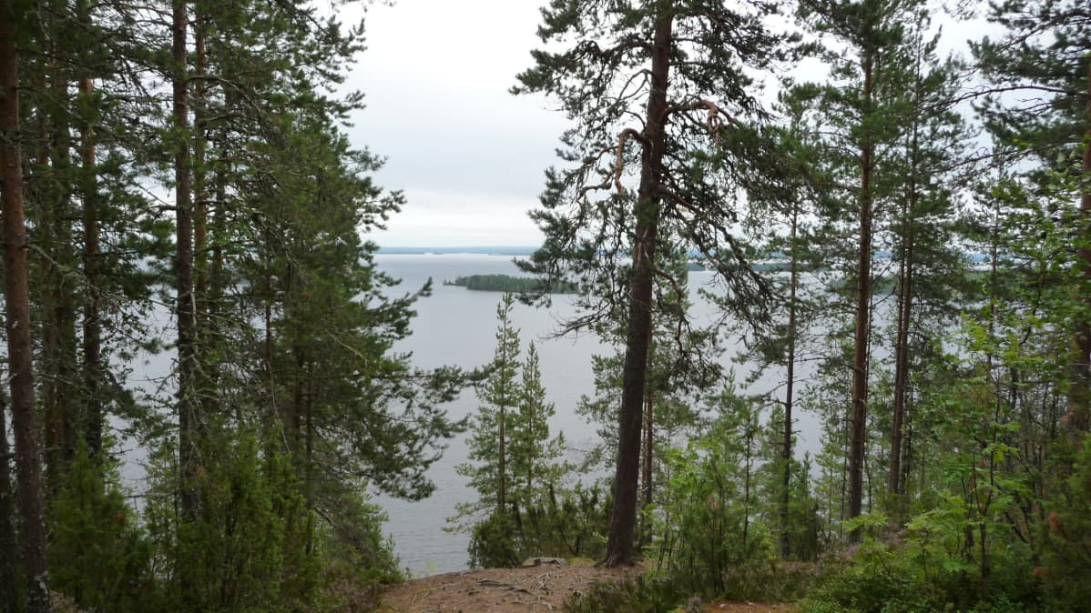Huhmarisvaara