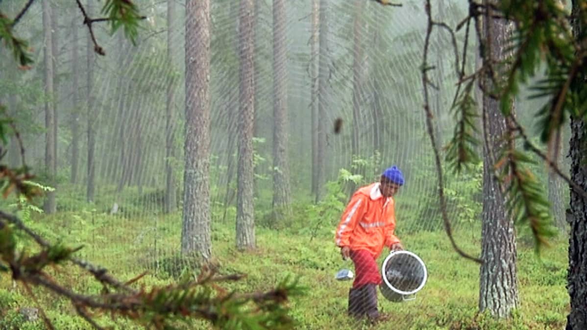 Thaimaalainen marjanpoimija metsässä.