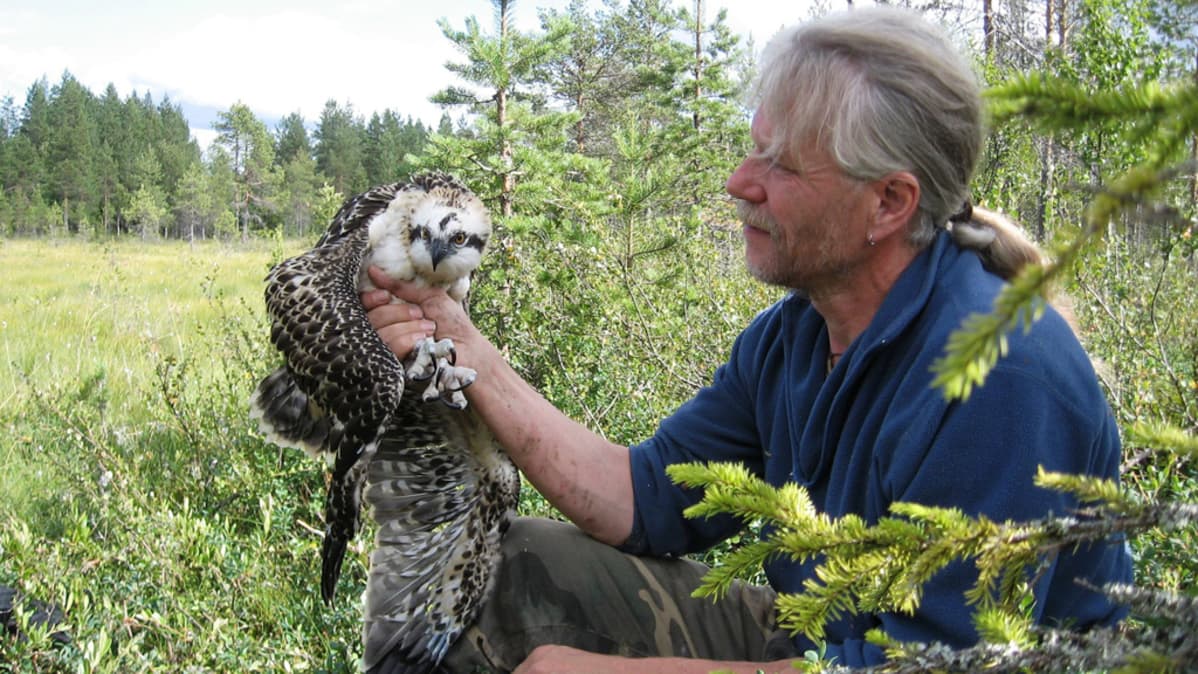 Paltamolainen biologi Vesa Hyyryläinen ja kesän 2013 ensimmäinen löydetty sääksipoikanen.