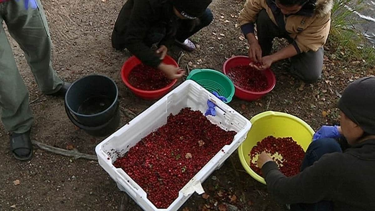 Thaimaalaisia marjanpoimijoita perkaamassa marjasaalista syyskuussa 2013.