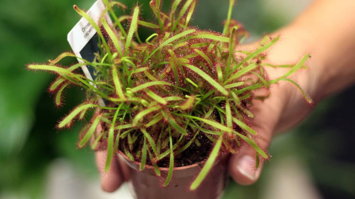 Kihokki (diosera capensis) kasvaa pienempänä myös soillamme