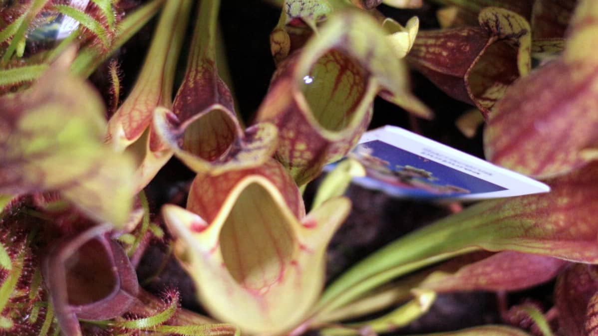 Tötterölehti (sarracenia) houkuttelee hyönteisen nestetäytteiseen ruukkuun