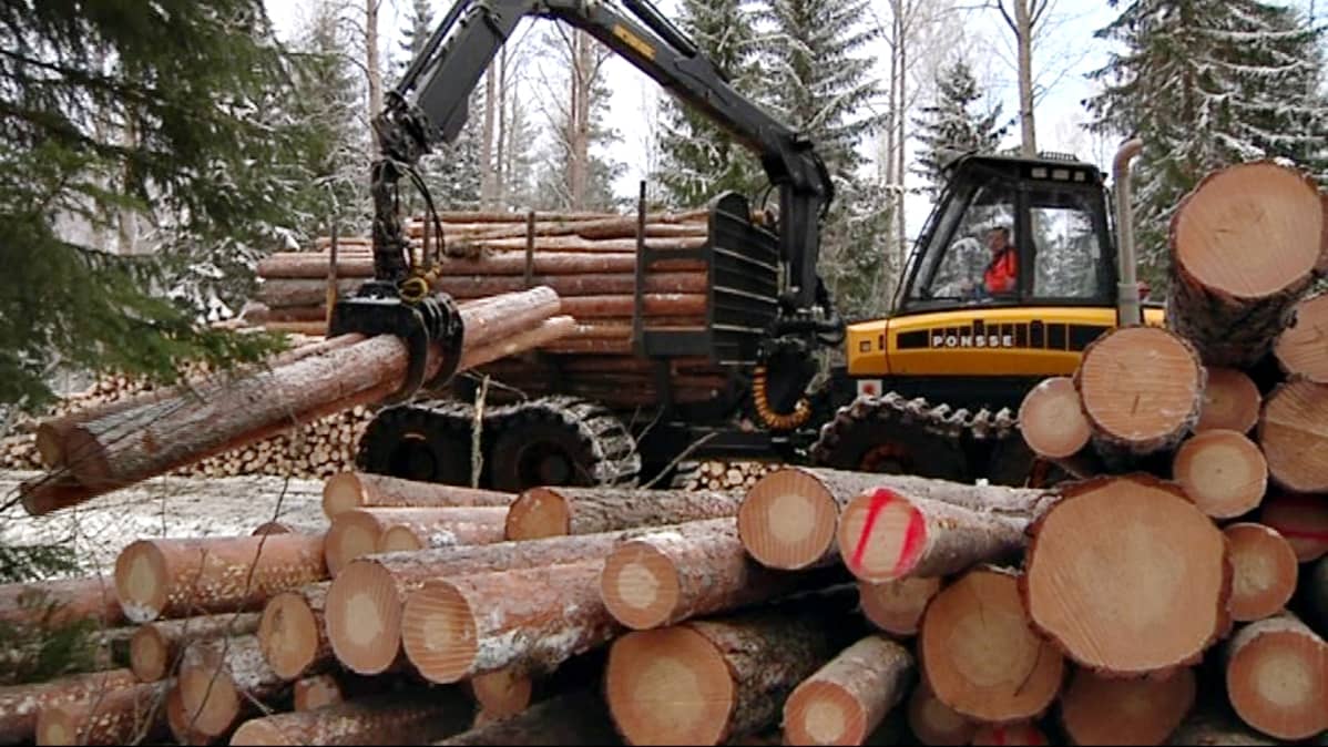 Metsäkone nostaa tukkeja.