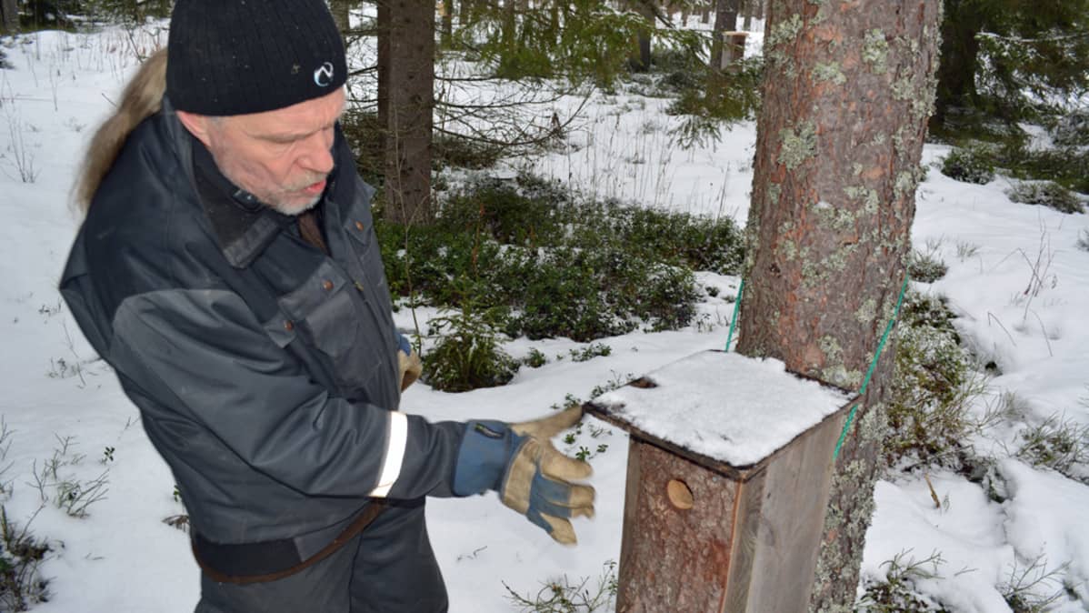 Biologi Vesa Hyyryläinen esittelee varpuspöllön pönttöä.