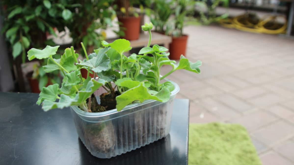 Pelargonian taimia.