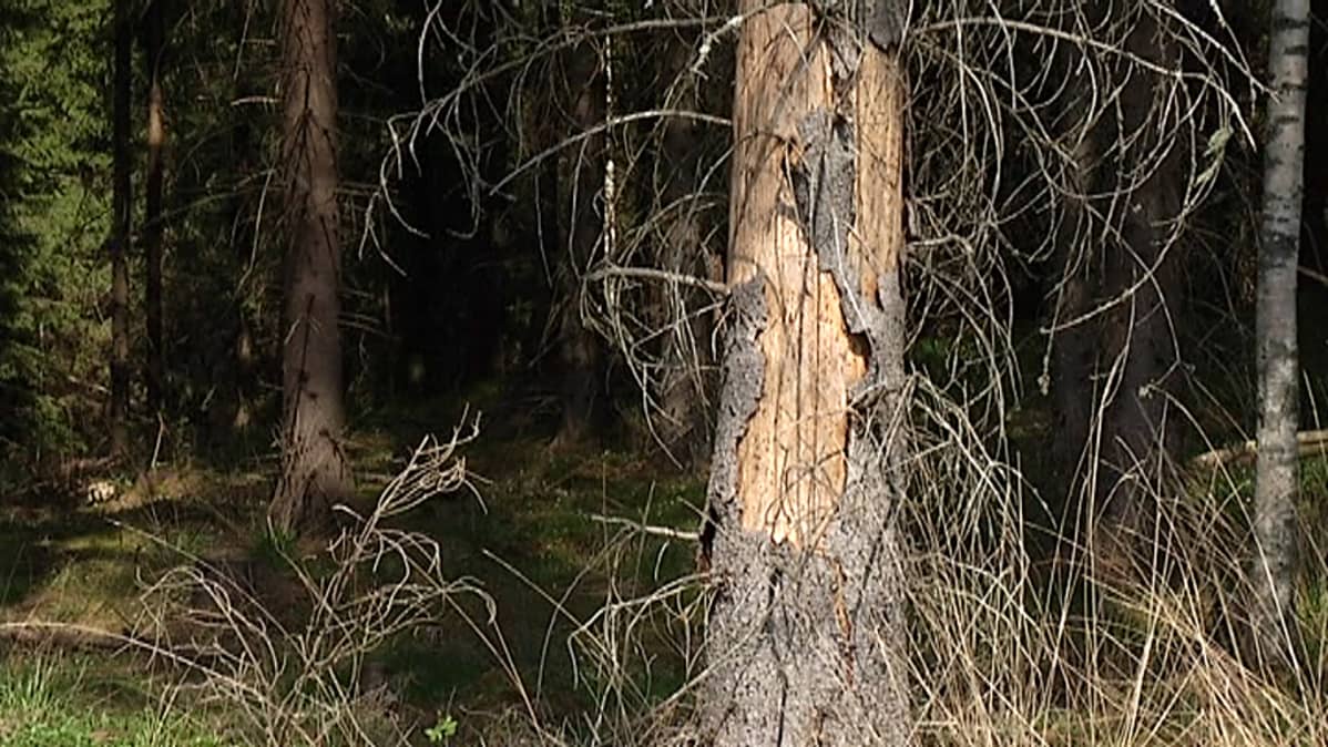Pystyyn kuolleessa kuusessa Kirjanpainaja kuoriaisen tuhoja.