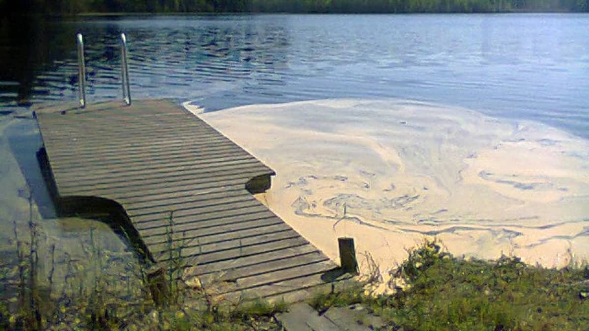 Siitepölyä järven rannassa