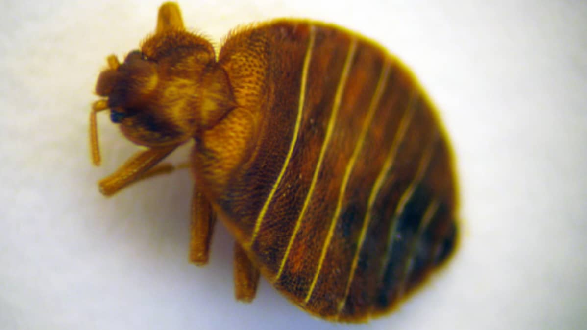 lutikka