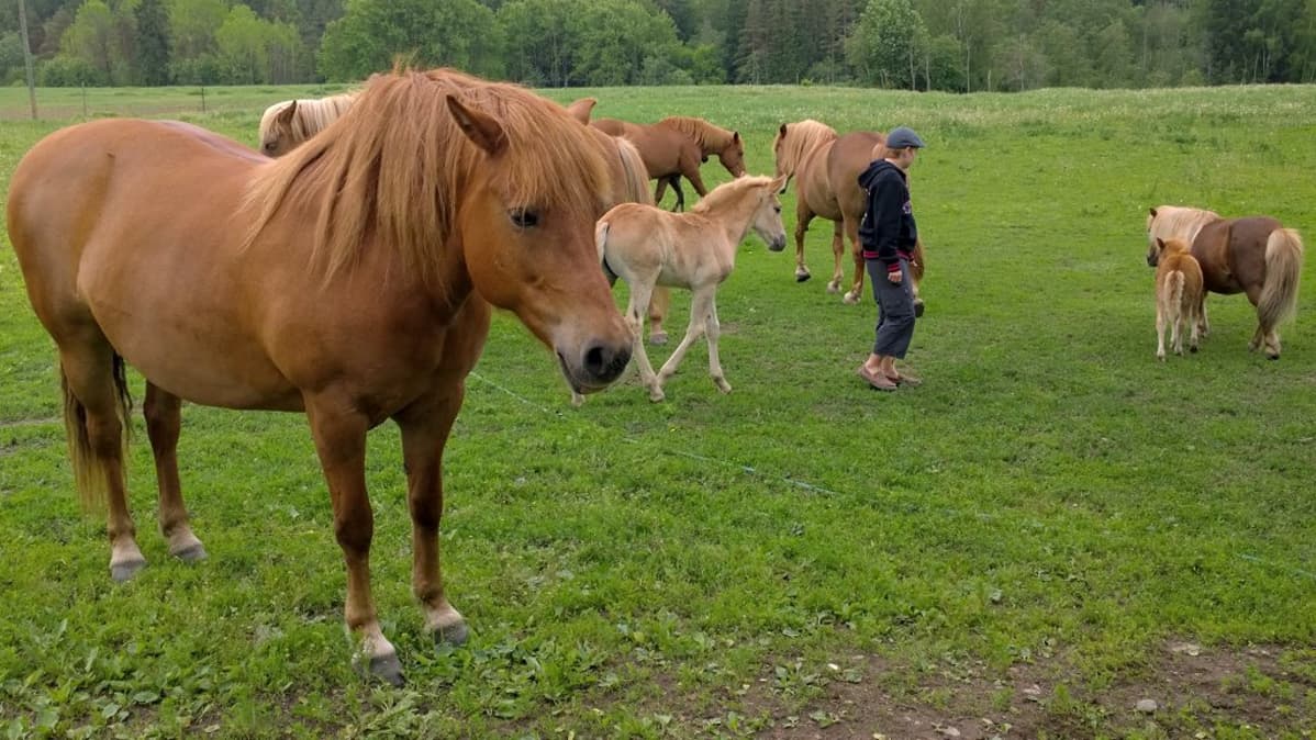 Kylämäen hevostilan mailla kirmailee yli 80 hevosta.