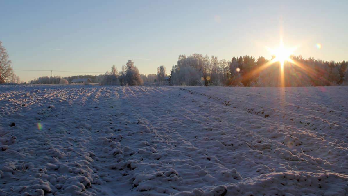 Kuvassa talvinen pelto pakkasella. Aurinko laskee metsänreunan taakse.
