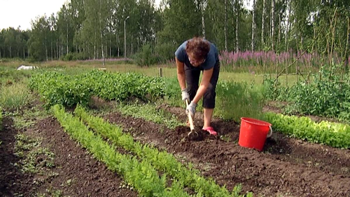 kaupunkiviljelijä Tellervo Heikkinen