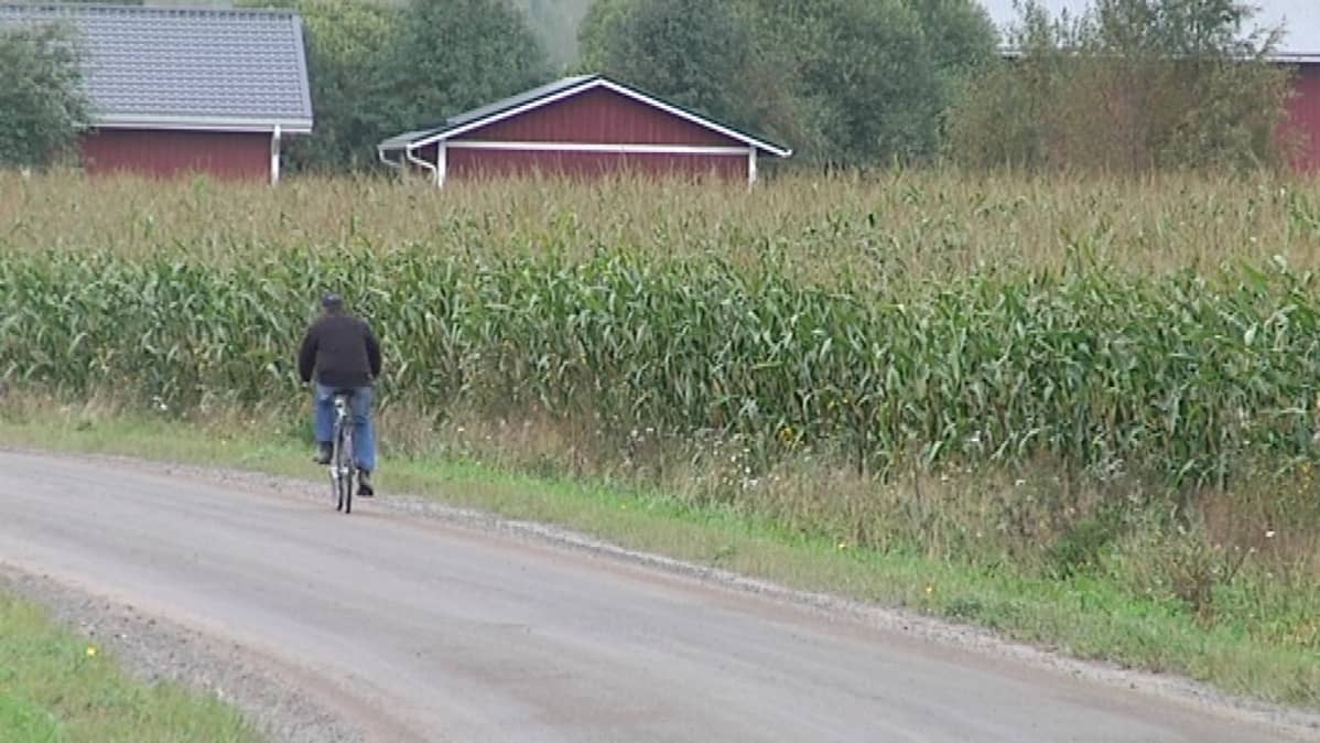 polkupyöräilijä maissipellon vieressä