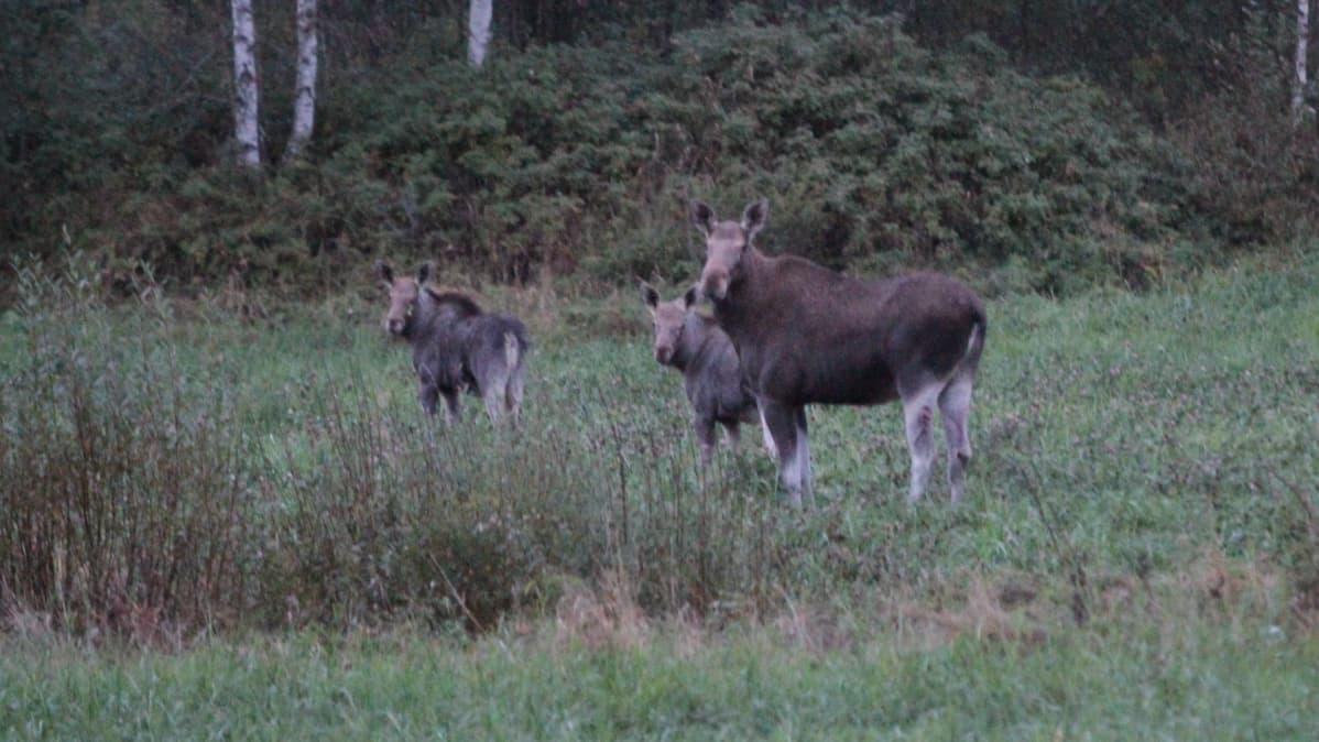 Hirviemä ja kaksi vasaa pellolla.