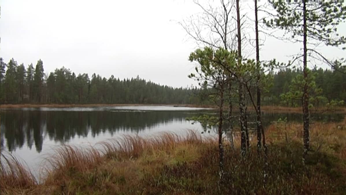 metsälampi