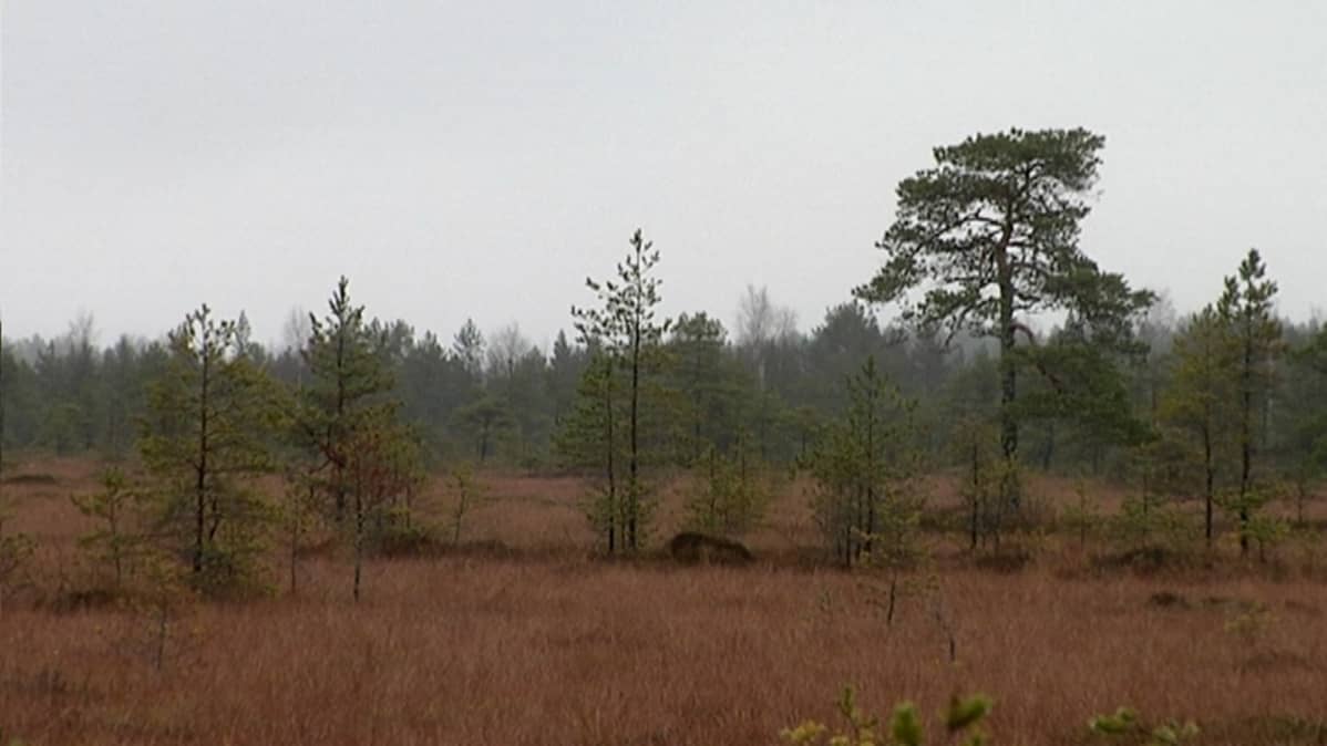 syksyinen neva