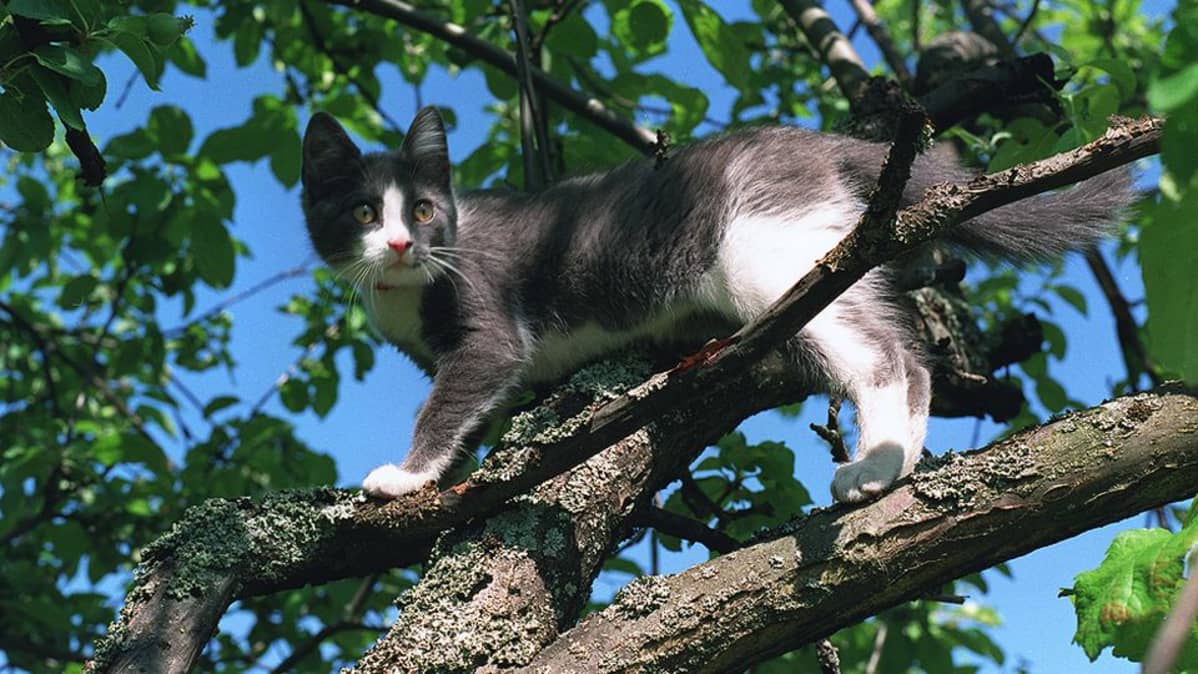Kissa puussa