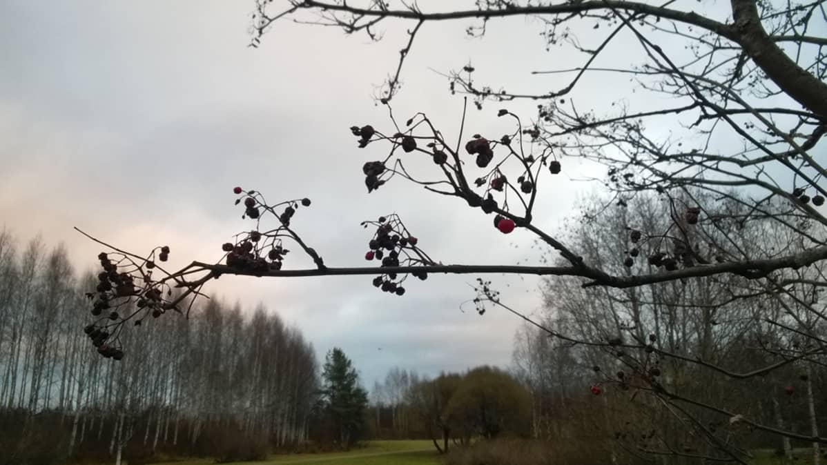 Pihlajan oksa taivasta vasten