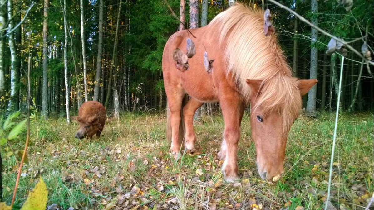 Frigg ja Alma tutkimusretkellä metsässä.