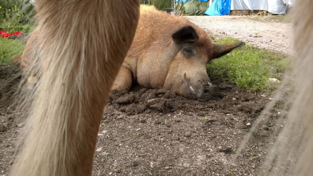Sika makoilee hevosen jalkojen juuressa.
