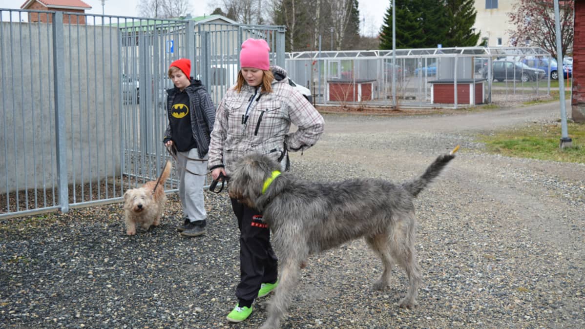 Koirakeskuksen opiskelijat ulkoiluttavat kahta asukasta Seppälän Koirakeskuksen pihalla.