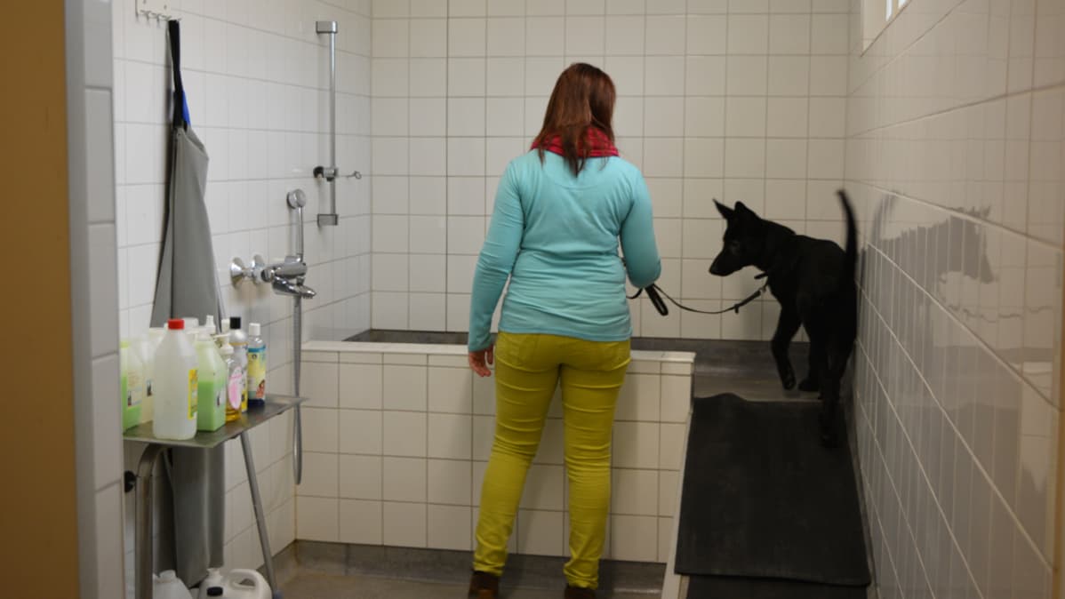 Nainen johdattaa koiraa Seppälän koirakeskuksen pesupisteelle.