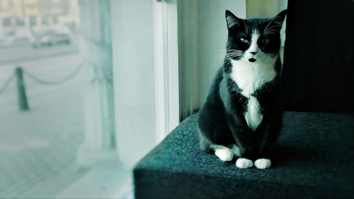 Kissa.