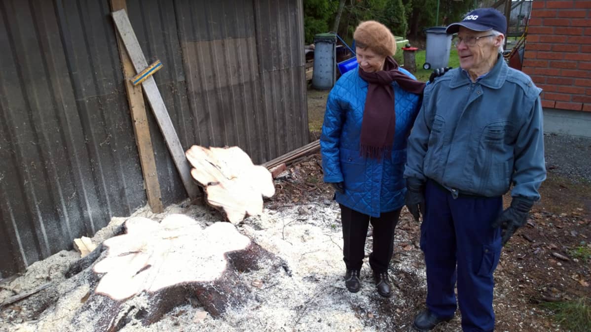Anja ja Eero Kuorilehto katselevat joulukuusesta jäljelle jäänyttä kantoa.