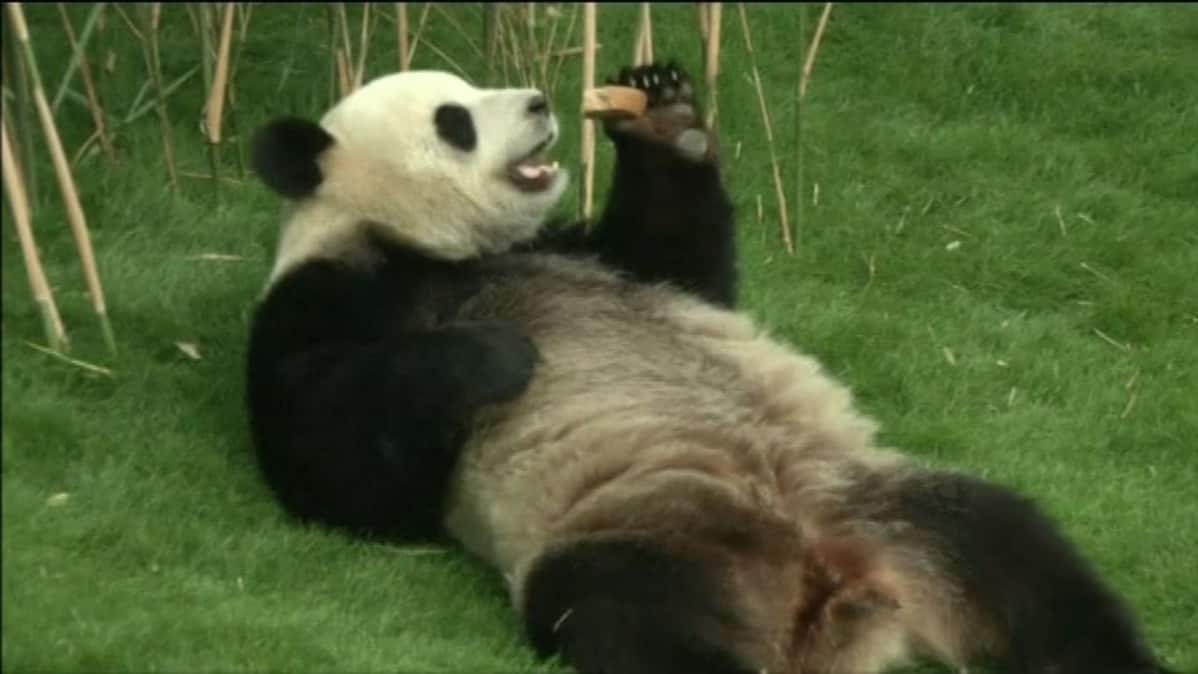 Panda.