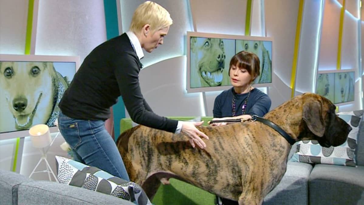 Henna Söderholm, tanskandoggi Sumo ja Sari Huovinen.