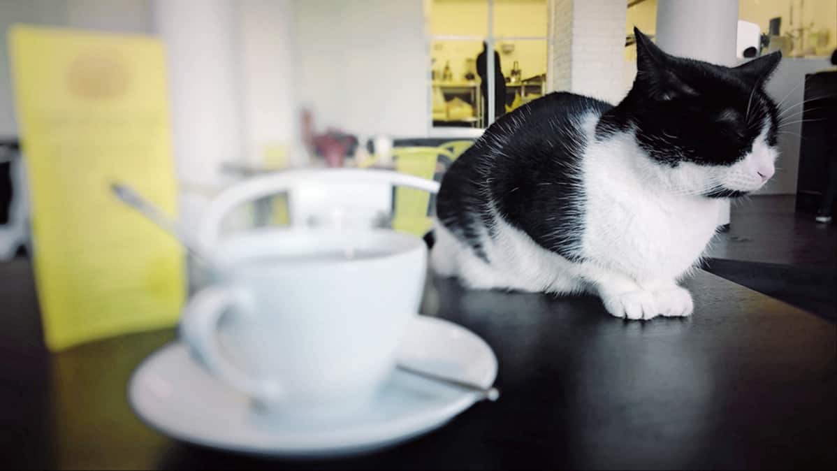 Kissa.