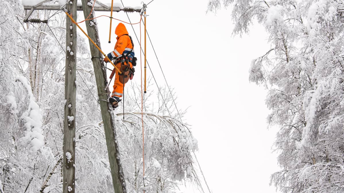 Sähkömies huoltaa linjaa, jonka päälle lumi on painanut oksan.