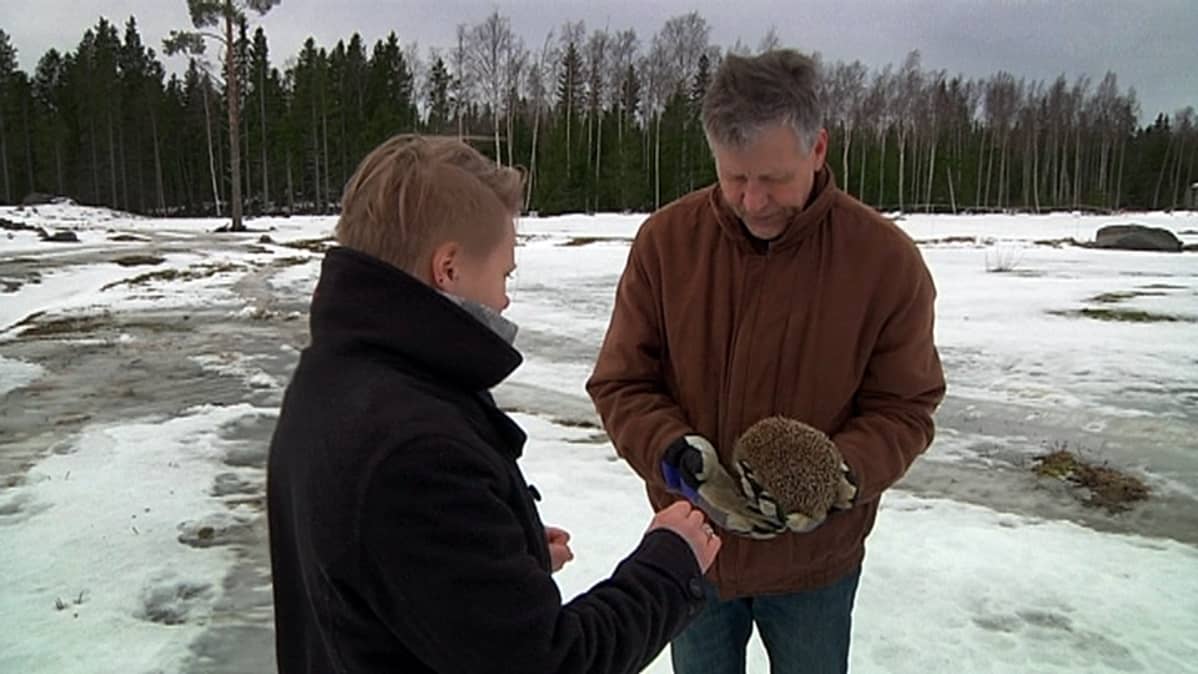 Villieläinhoitolan isäntä Markku Saari pitää siiliä kädessään.