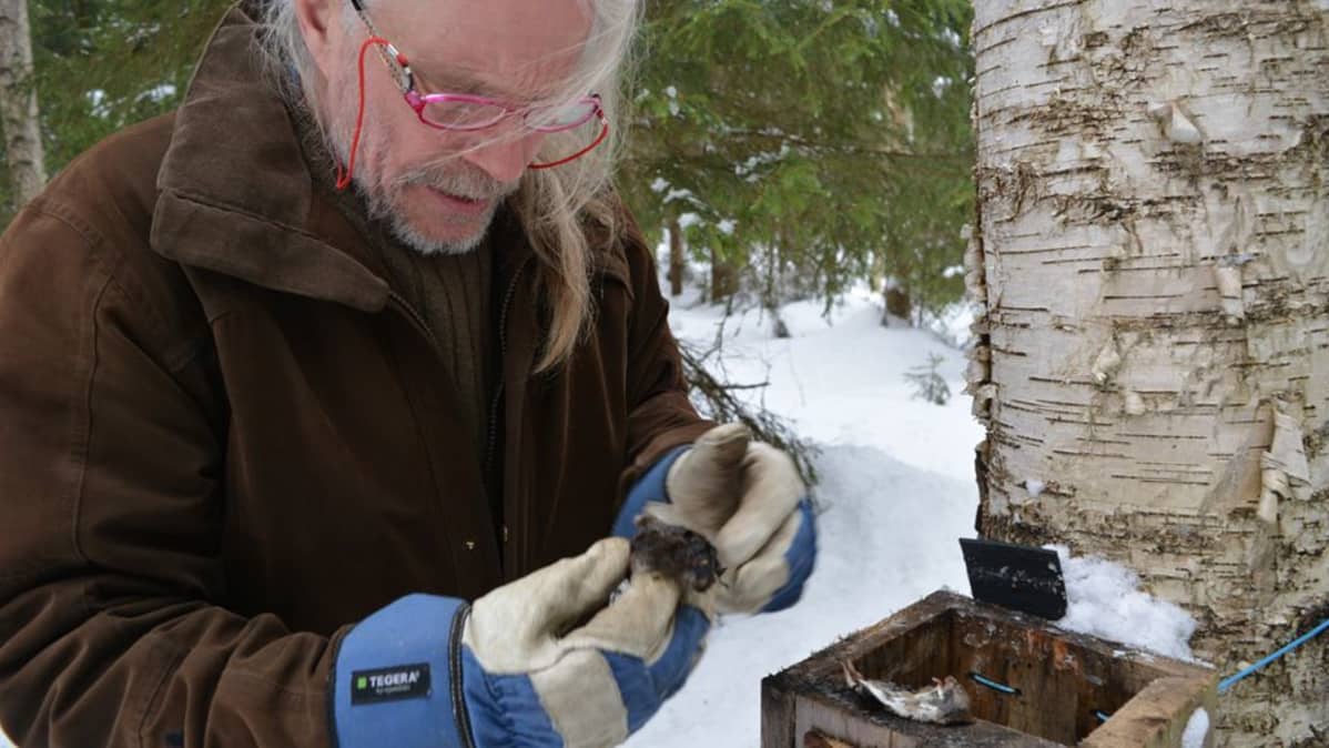 Biologi Vesa Hyyryläinen kaivaa varpuspöllön pöntöstä esille linnun varastoimaa talviruokaa, jäätyneitä myyriä ja päästäisiä.