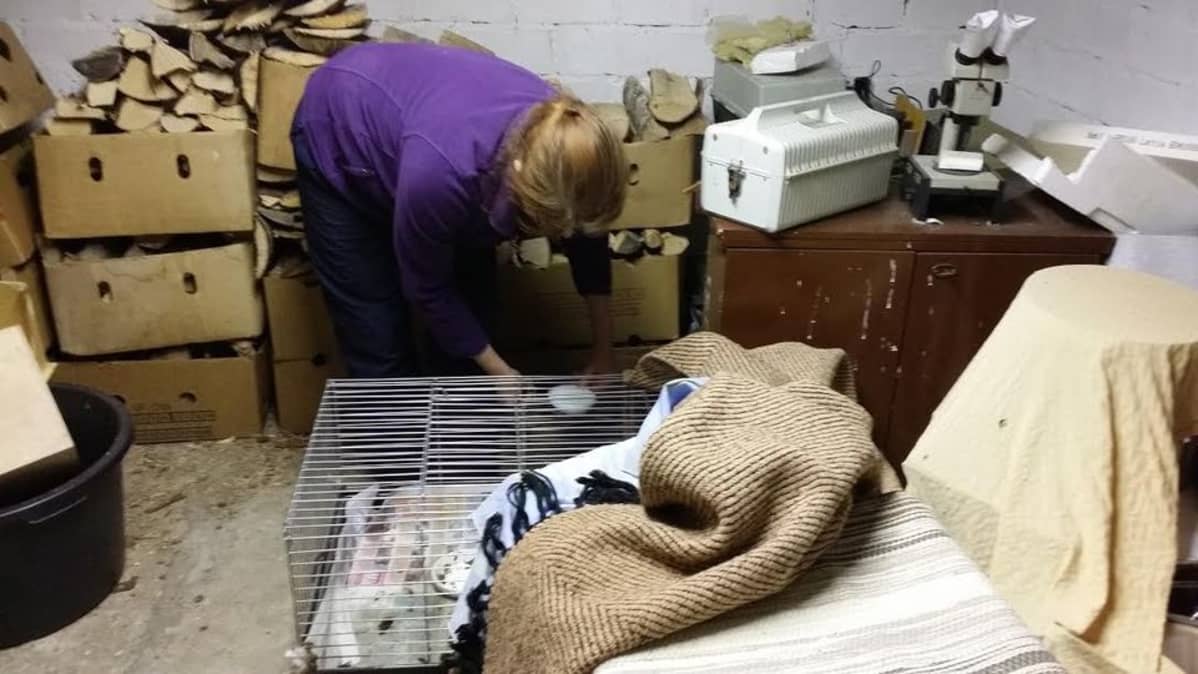 Äänekoskelainen eläinsuojeluvalvoja Mari Koskivaara pelastaa villieläimiä, kuten siilejä.