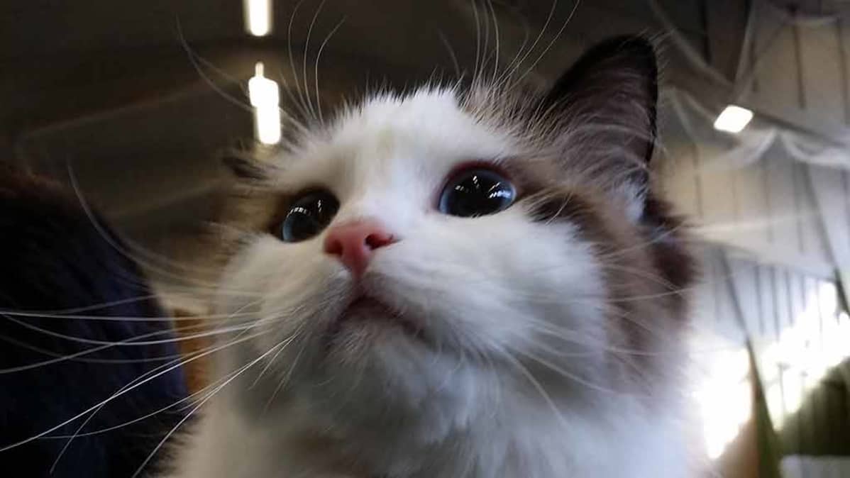 Kuvassa ragdollkissa Blondi